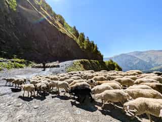 Een kudde schapen steekt een bergweg over in een schilderachtig Georgisch landschap.