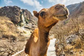 Een kameel in Oman